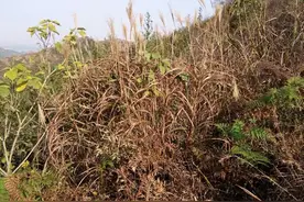 农村俗语：“清明这天扔一物，诸事顺利有福气”说的是什么意思？图片