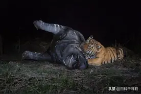 疯狂的巨兽杀手——盘点老虎和狮子对巨型动物的猎杀战绩图片