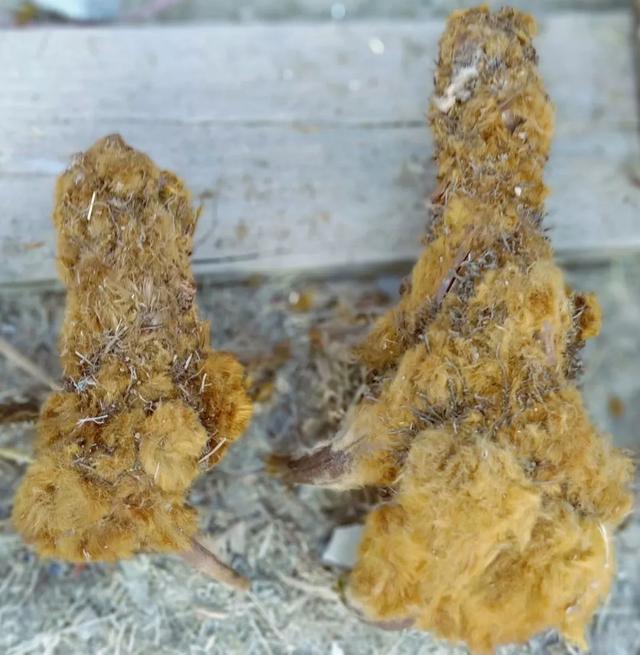 秋风吻尽银杏叶，艳遇醉美帽子峰