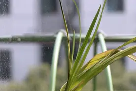 小苍兰终于开始开了，秋天赏花季图片