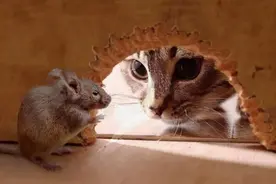 鼠为什么叫“老鼠”，又为什么叫“耗子”？居然与韩信有关图片