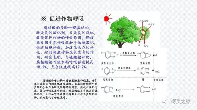 氨基酸、腐殖酸、黄腐酸都是什么东东？有啥用？