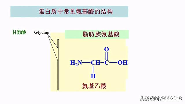 蛋白质的化学组成
