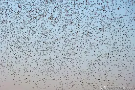 又是郑州！紫荆山出现鸟群，“遮天蔽日”，是什么原因形成的呢？图片