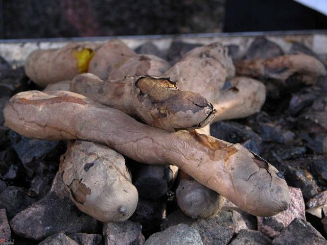 根茎叶藤都可以用来喂猪，是猪最好的饲料，如今吃它的人很多