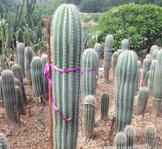 (仙人掌有哪些品种) - 冷求网