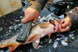 鲤鱼到底用去腥线吗？答案终于来了，难怪你做出的鲤鱼腥味大图片