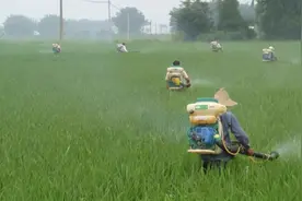 农户打药兑水怎么算，兑水最全面的攻略，实用技巧赶紧收藏图片