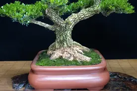 雀舌黄杨，家有黄杨，世代出栋梁图片