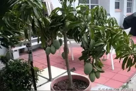 高大的果树是怎么变成矮小的盆栽的呢？今天我终于知道方法了图片