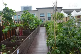 美国网友吐槽：中国人把种菜的天赋带到美国，花园种出瓜果蔬菜图片