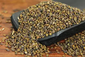 肝肾同补，怎么补？老中医：找沙苑子来帮忙图片