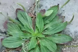 农村常见的野菜，煮汤喝是一绝，老农常用来泡茶，能强壮身体图片