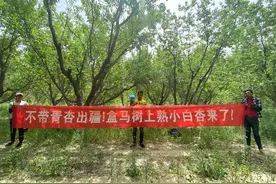 不带青杏出疆！盒马死磕“树上熟”图片