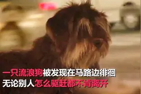 泪崩！流浪狗看到女性就以为是主人 淋雨痴等四个月终和家人团圆视频封面