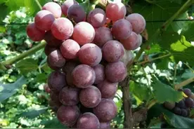 葡萄花少用什么肥料好？花前这么做果实又大又多图片