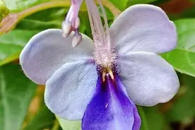阳台种一盆“蝴蝶”花，好养好看，一年开花200天，美翻了图片
