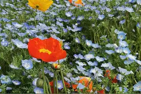 春暖花开鸭先知图片