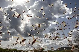 又来了！新一波蝗虫袭击印度和巴基斯坦图片