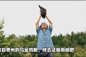 贵州土鸡火到了南极，戴珠宝，拍大片，网友：这波操作太高明了图片