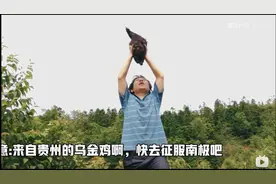贵州土鸡火到了南极，戴珠宝，拍大片，网友：这波操作太高明了图片