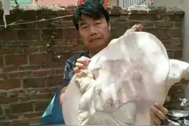 水库老“鳖精”！湖北水库老乡钓起巨鳖，当地人：三十年没见过了图片