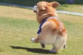 为什么“电臀王”柯基出生就遭受断尾之痛？狗狗断尾真有必要吗？图片