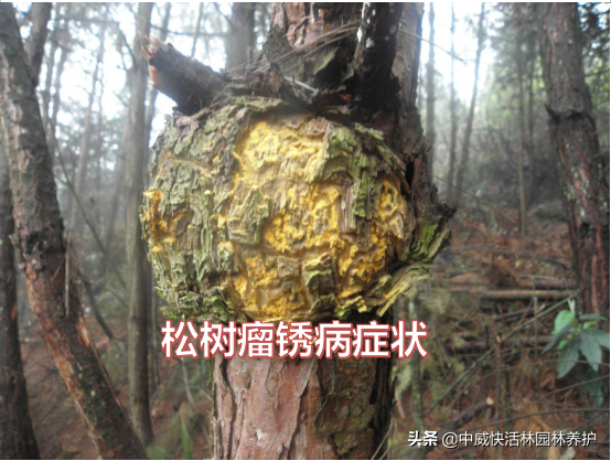 锈病的发生与防治，这些问题点您都知道了吗？