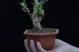 小叶石榴的养护方法，这样养护，开花多花期长图片