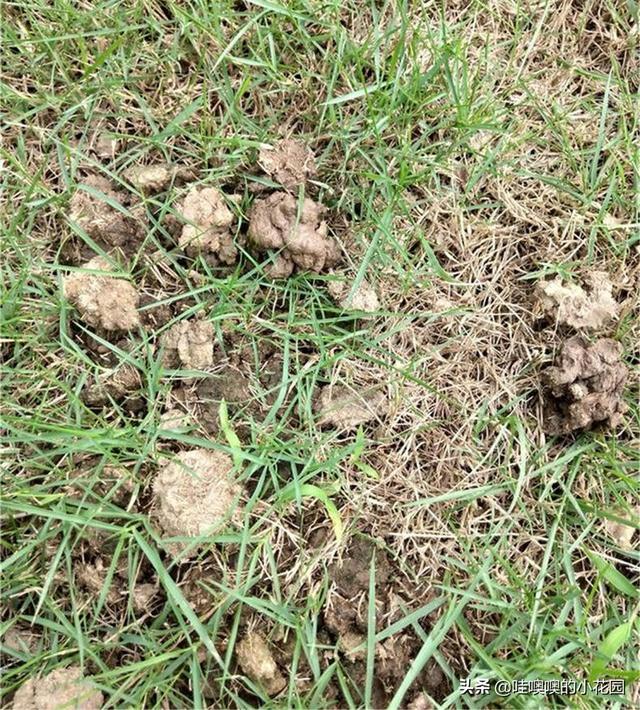 养君子兰、兰花，盆里加3料，白根粗壮，叶片挺拔，开花娇俏