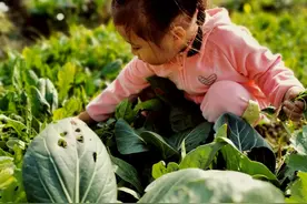 邻居天天让孩子来拔菜，还不拿走，让儿子回家一下解决问题图片