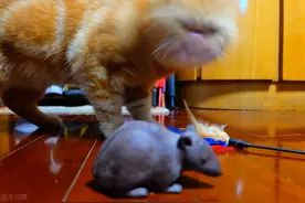 《狗·猫·鼠》解读：浓烈的反讽意蕴，典型的托物喻人图片