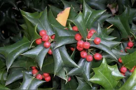 叶片奇特的“1种树”，人称“猫儿刺”，入秋后挂满“果子”，美图片