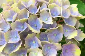 花友说：绣球花在花苞期不能给花苞浇水，为什么？图片