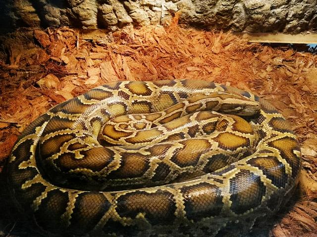 广东一吸污车内惊现30斤大蟒蛇,消防员将其拽出送往动物园