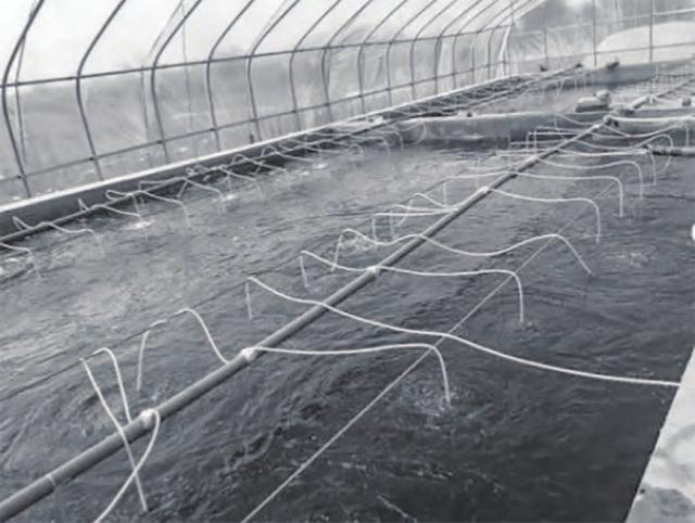 鲁北地区地上淡水池南美白对虾虾苗标粗技术