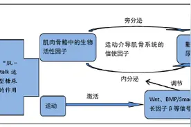 运动如何调控“肌-骨”Crosstalk分泌相关因子表达介导2型糖尿病的骨代谢图片