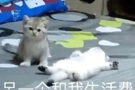 表情包大全 | 人间小甜瓜图片