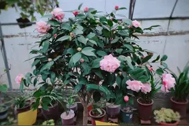 茶花落叶成光杆，从三点找原因，让它叶片油绿繁茂，才能开花爆盆图片