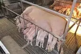 头胎母猪均产12.9头，除了品种好，这些细节也很重要图片