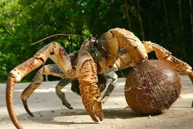 陆地上最大的螃蟹，以水果为食，重达12斤，却难逃吃货一张嘴图片
