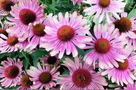 别再用蜡烛夸赞老师了，引用这五处诗句歌颂老师，才显得优美高雅图片