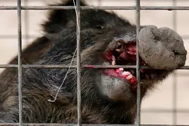 日本福岛核辐射野猪泛滥，与家猪杂交出新物种，还有更严重的图片