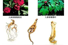 天然护肤的功效时代，该如何打响“中草药”化妆品这一民族标签？图片