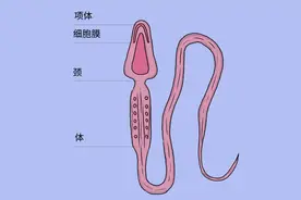 精子怕5物，男性要注意，日常多做2事，助你培养“高质量精子”图片