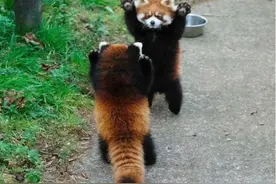 千万不要吓唬小熊猫，否则它会举手投降图片