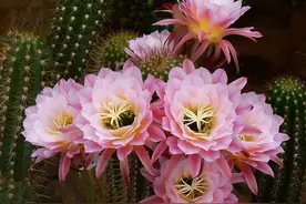 6种勤开花的仙人球，一次能开几十朵，皮实好养，适合新手图片