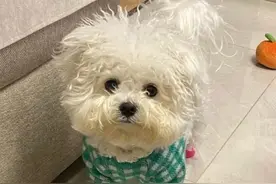 一只狗，可以有多潦草？哈哈哈哈哈哈哈哈图片