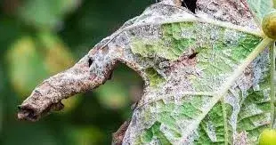 这种漂亮的粉蓝色液体，是无数病菌的噩梦