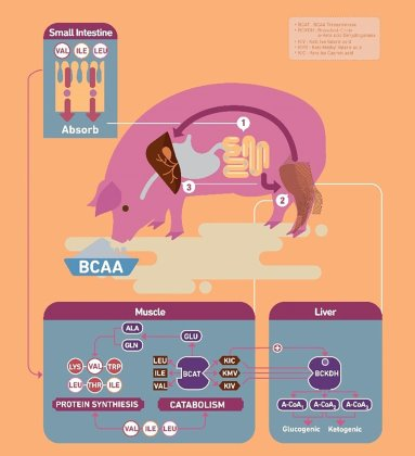 哺乳母猪的支链氨基酸需求，重点关注缬氨酸